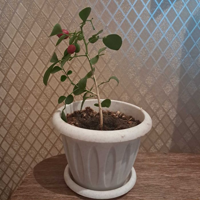 Мурая - дерево японского императора