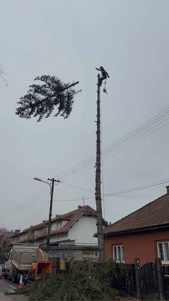 ARBORIST: Toaletari/Taieri/Doborât arobori(Copaci,Pomi)