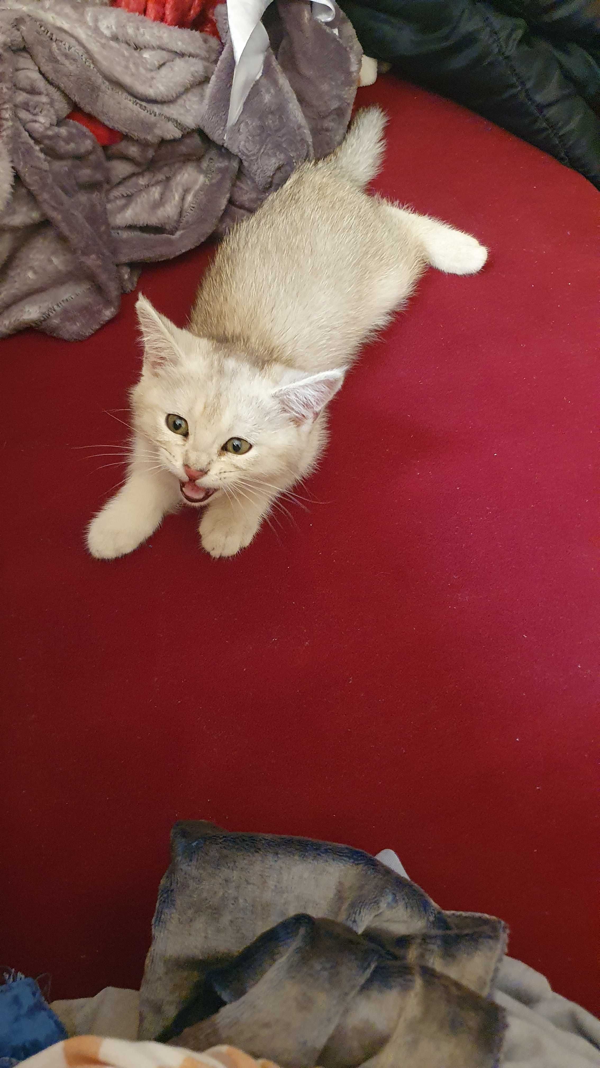 Котенок 3 месяца золотая шиншила