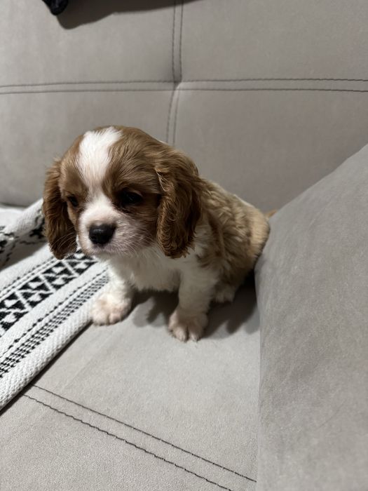 Кавалер Кинг Чарлз шпаньол