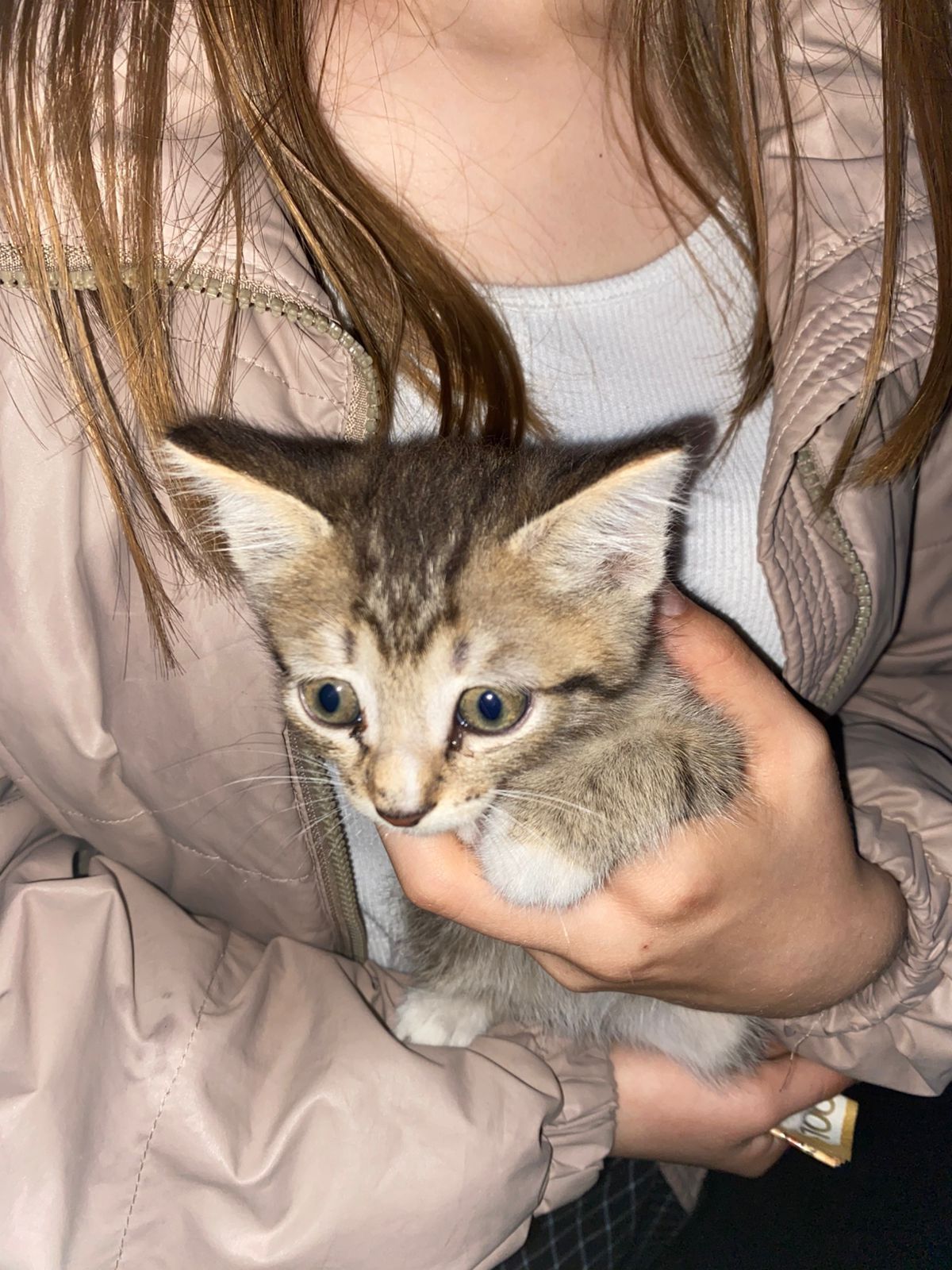 Котенок , примерно 2 месяца
