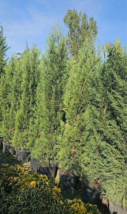 Transformă-ți grădina cu Leylandii – eleganță instant
