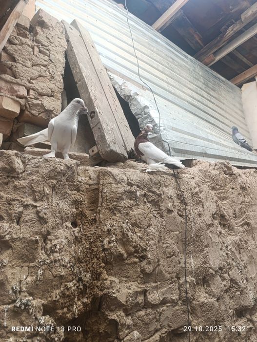 Кабутар сотилади