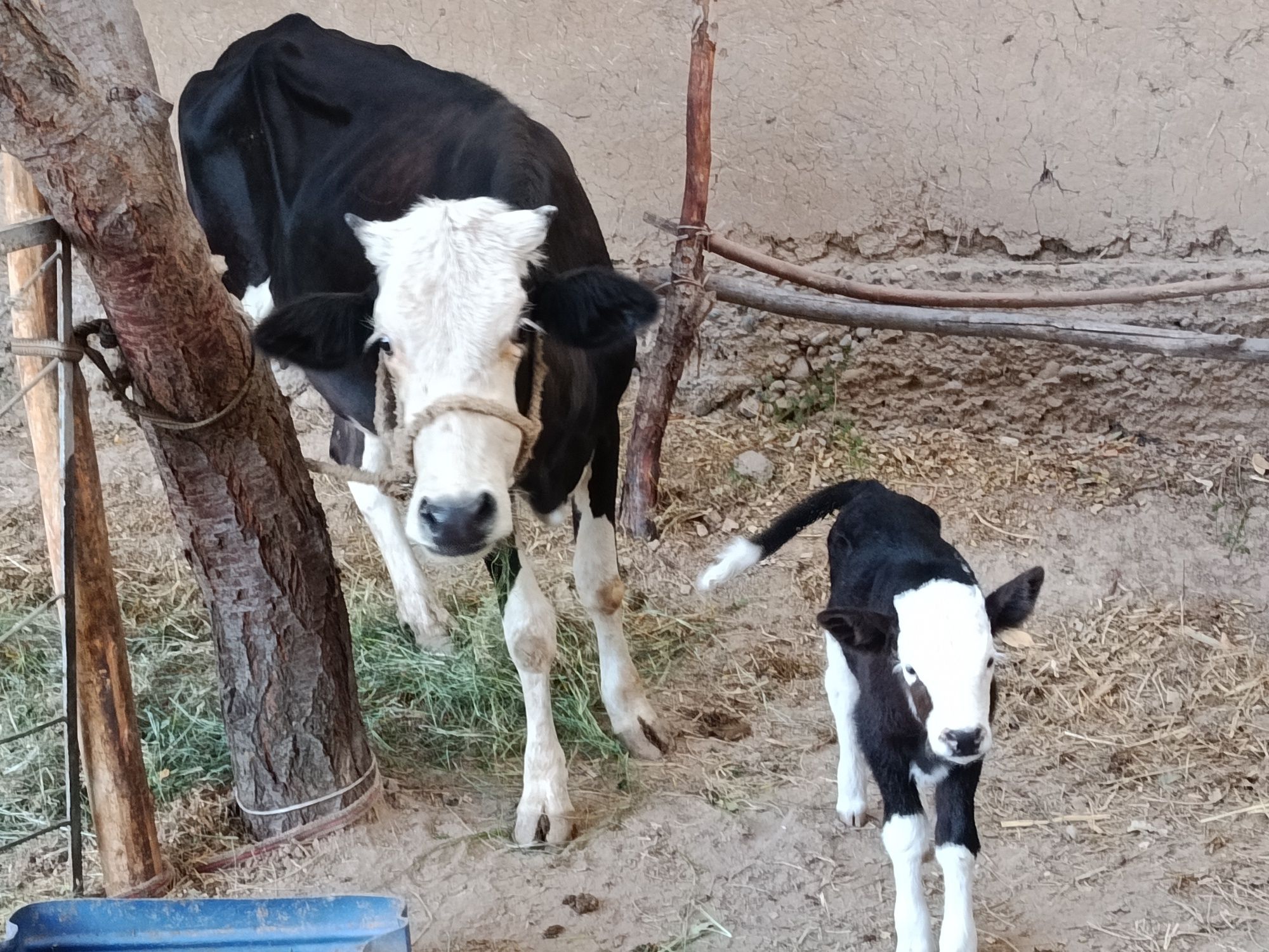Ona bola sigir bolasi novos, bu birinchi bolasi