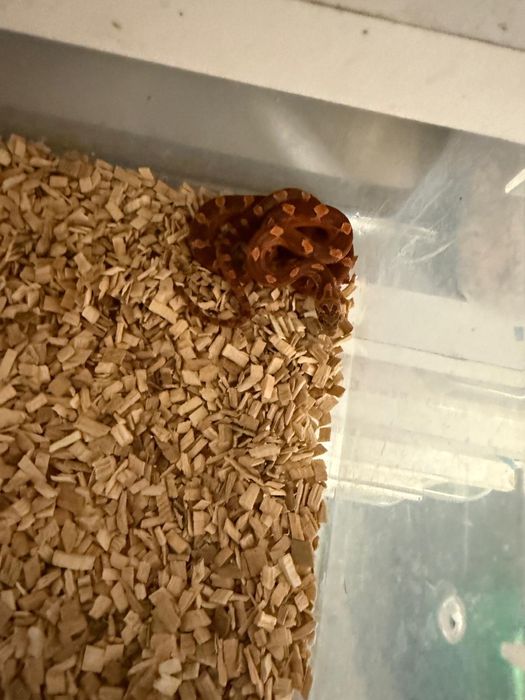 CornSnake Hybrid & BloodRed