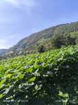Butași de Paulownia