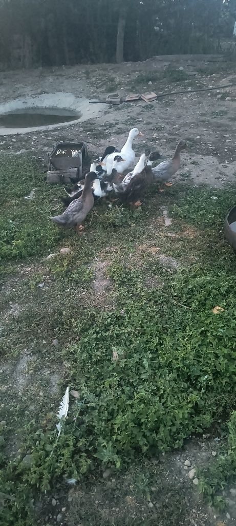 Vând 10 rățuște romînesti de 3 săptămâni 30lei buc