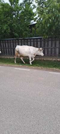 Vaca de vanzare cuminte