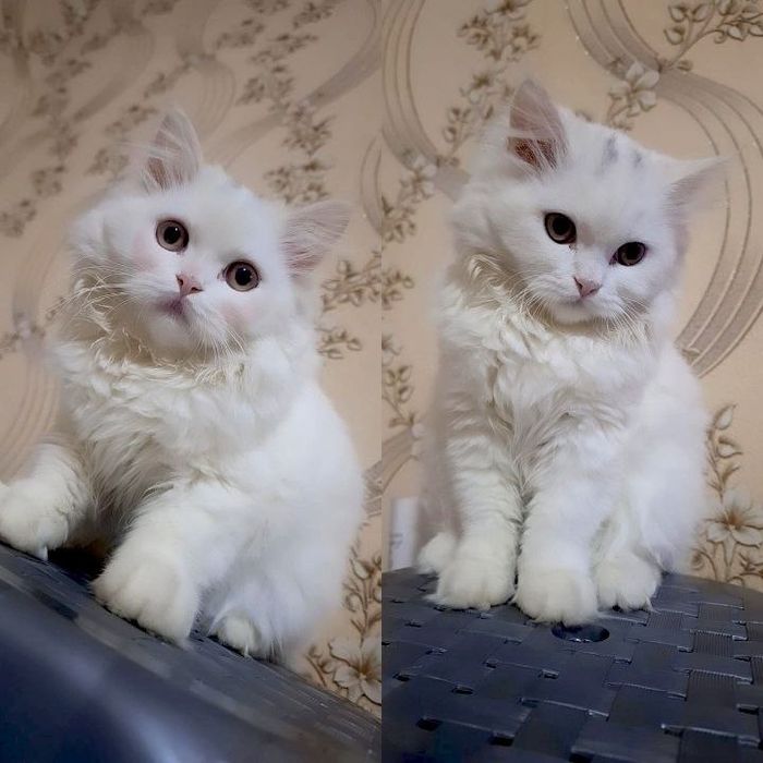 Скотиш страйт продаётся. Приученная к лотку. 4 месяч. Активный