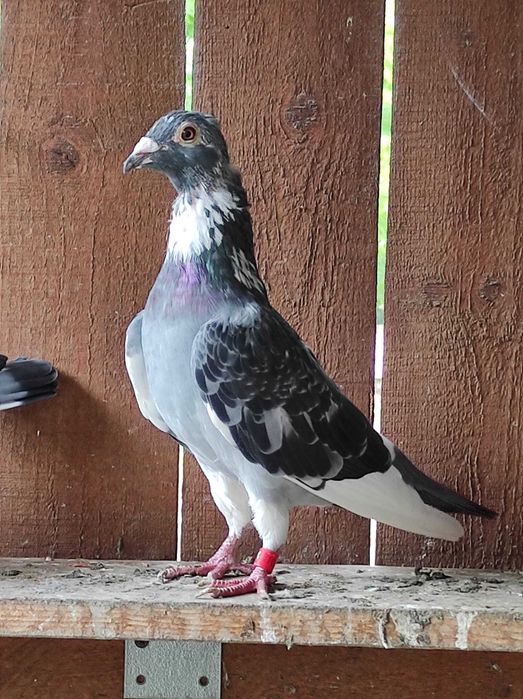 Vand  porumbei voiajori sport