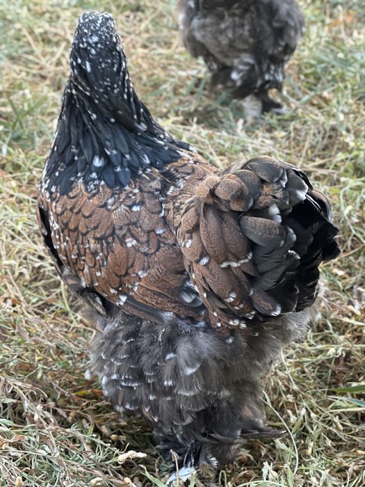 Хуроз товуклар ( Туркия парселан)