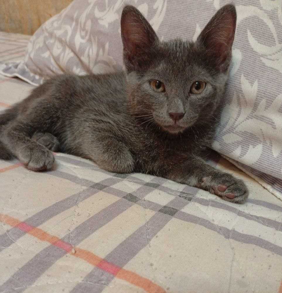 Mushuk russian blue