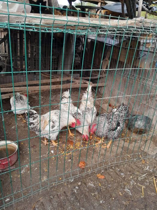 Cocosi de casa