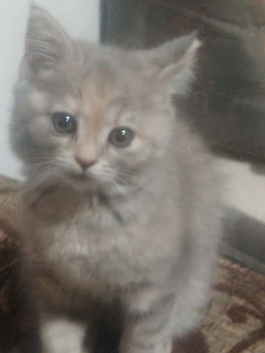 Pisica British shorthair