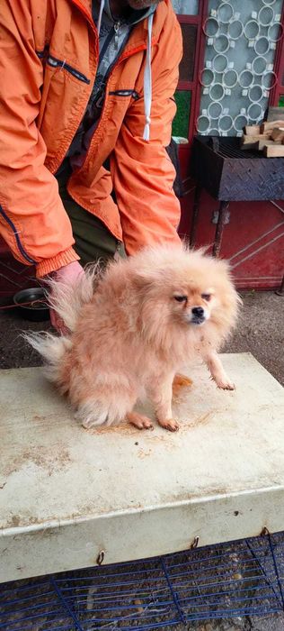 Femela Pomerian Talie Mica