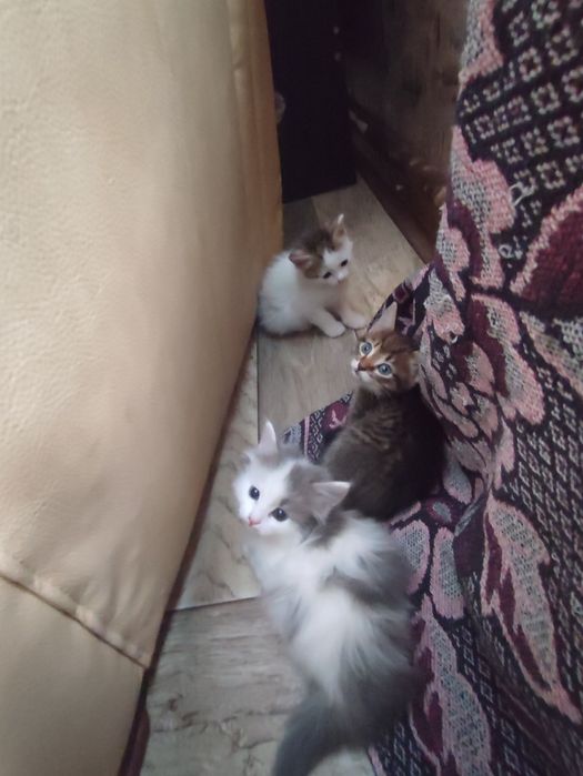 Отдам котят в добрые руки даром