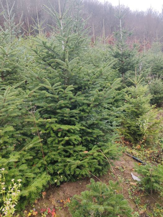 Brad de crăciun 45 lei