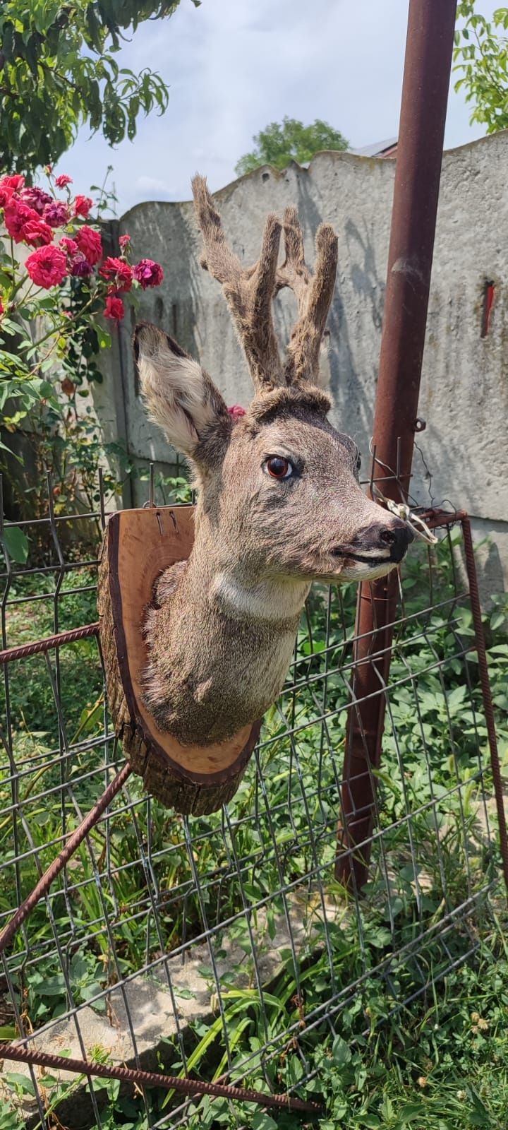 Pasari si animale impaiate