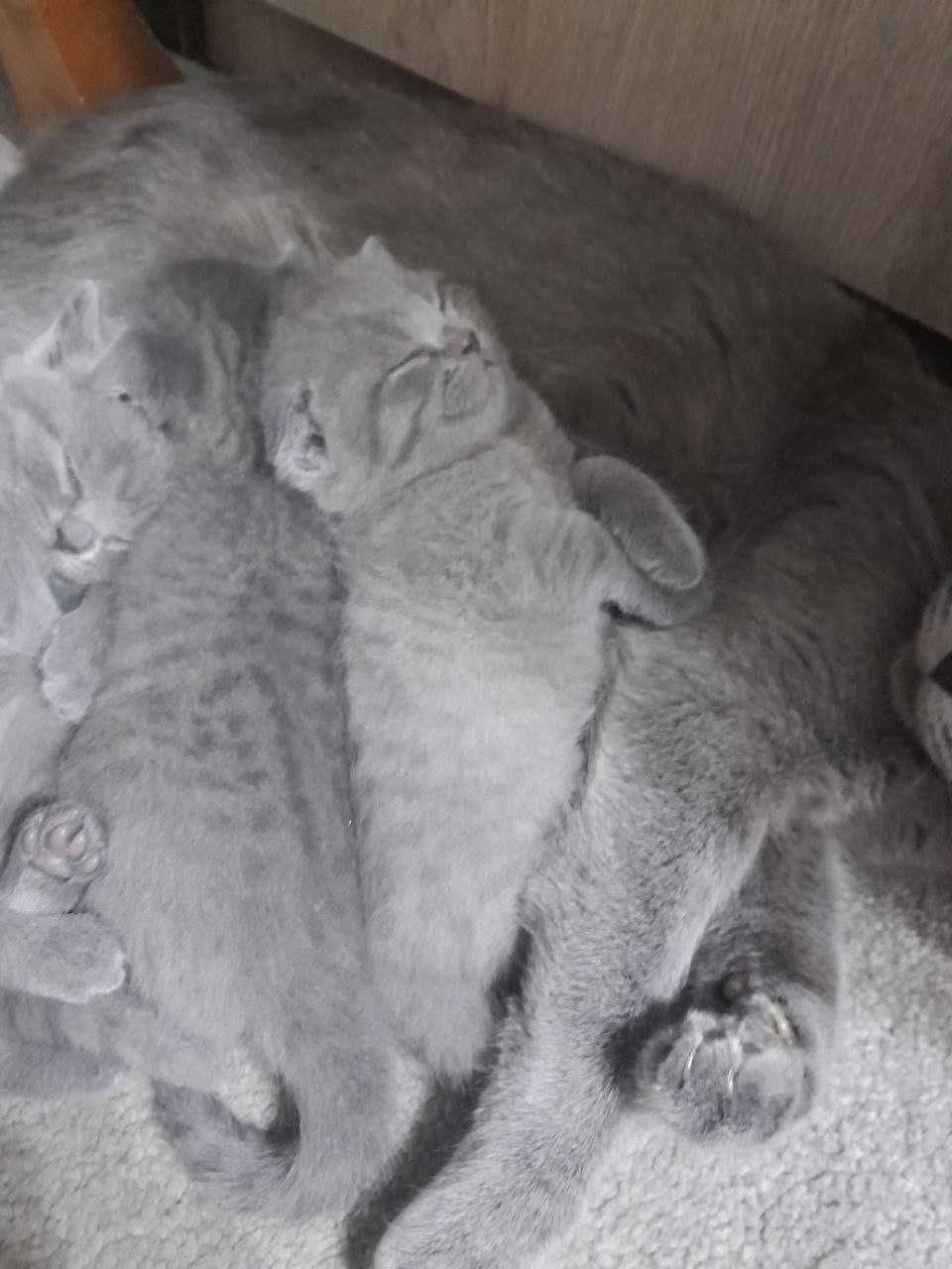 Продаются котята, девочки, одна страйт, 2 фолд вислоухие