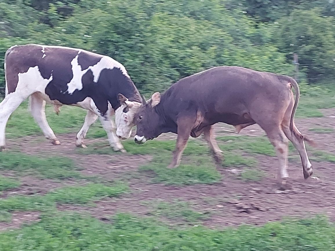 Vaci de vânzare bune de lapte sau vitei de sacrificat