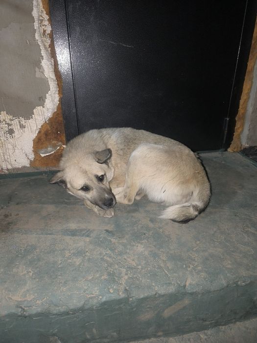 Отдам собаку, мальчика