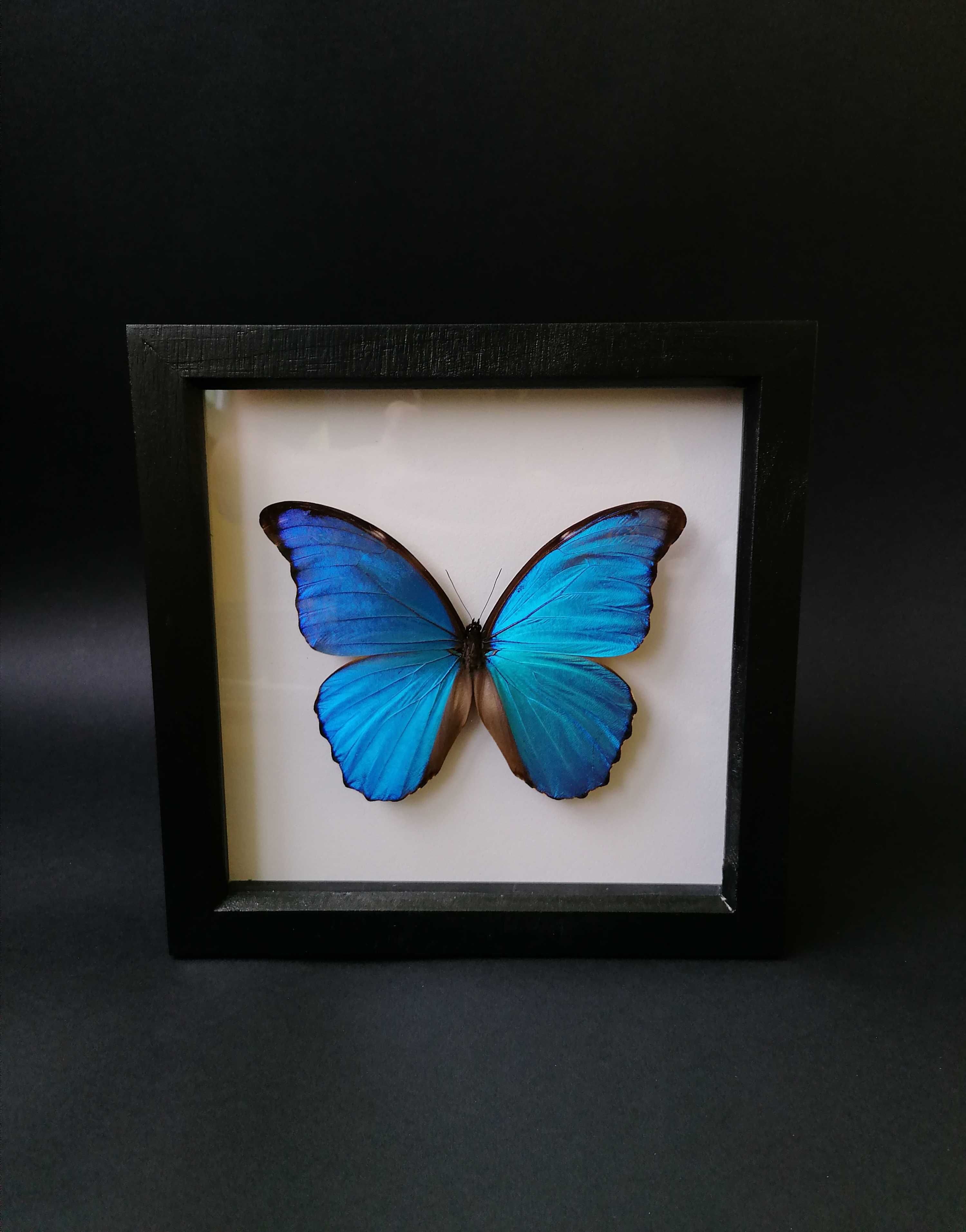 Картина с истинска пеперуда, Уникален подарък, Препарирани пеперуди