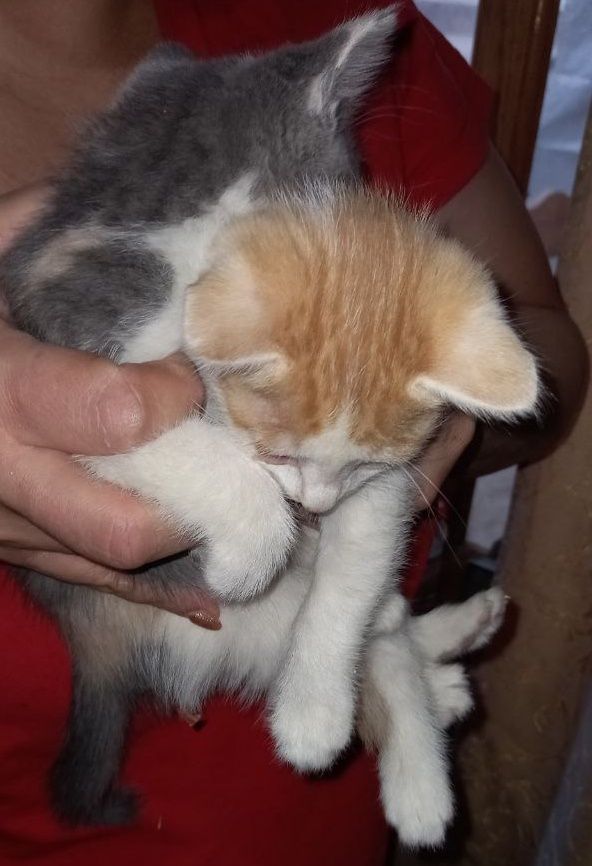 Отдам котят в хорошие добрые руки