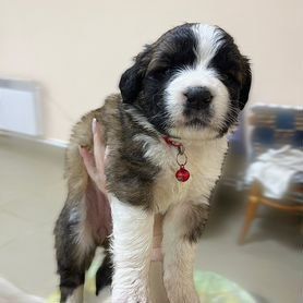 Алиментный щенок.