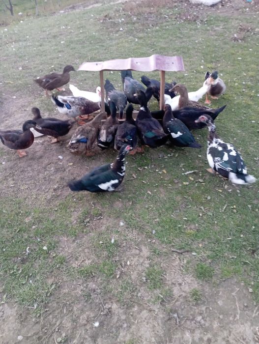 Rate tinere diponibile