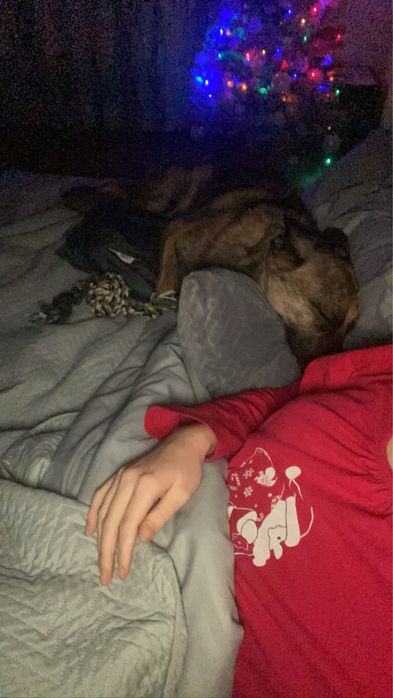 Pet sitter Floresti -Cluj-Napoca