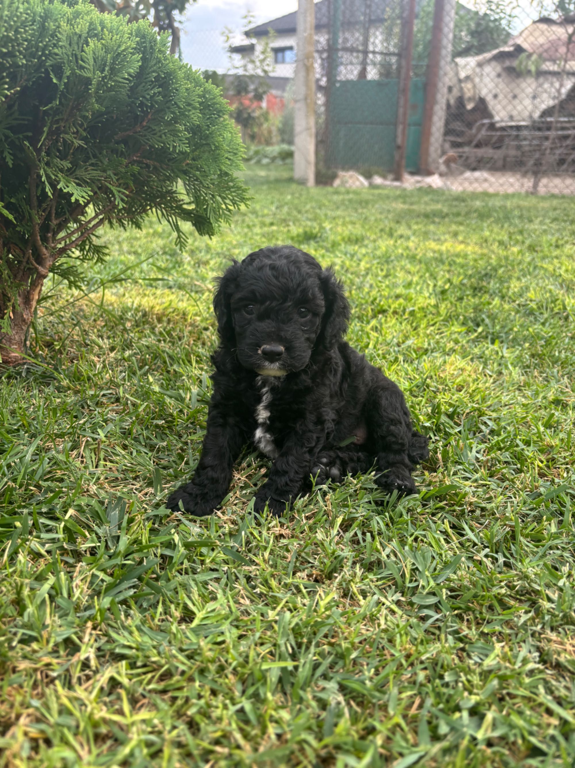 Кавапу & Cavapoo