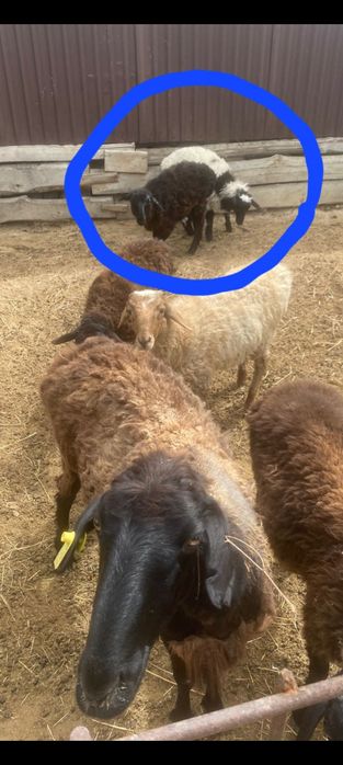 Марқа тоқтылар сатылады