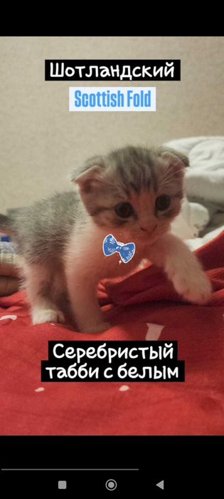 Чистокровные котята от породистых родителей