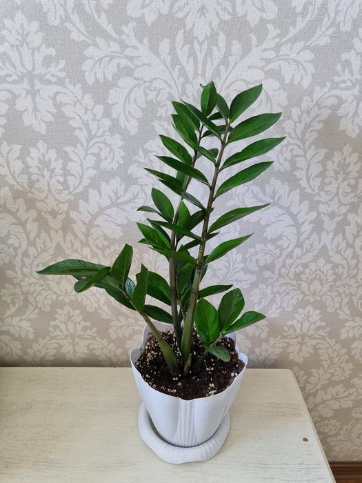 Замиокулькас Долларовое дерево