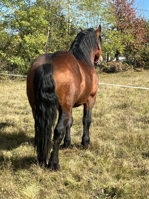 Armasar de 4 ani sange rece unguresc cu pedigree