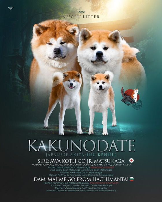 Akita Inu cu pedigree – Cuibul „I” | Tată import Japonia