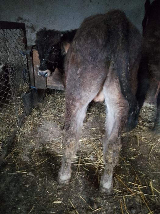 Tăuraș de vânzare