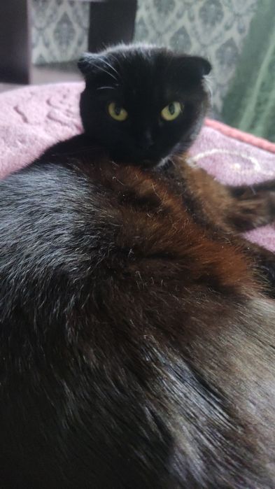 Отдам породистую кошку