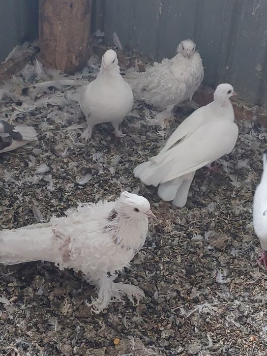 Vând porumbei creți