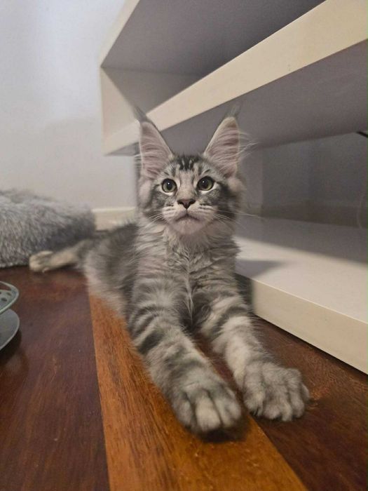 Мейн куун котенца