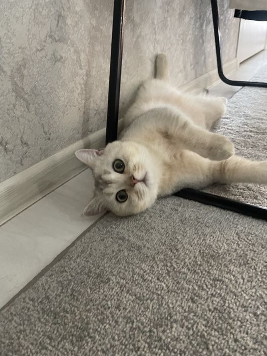 ВЯЗКА Чистокровная серебристая шиншилла