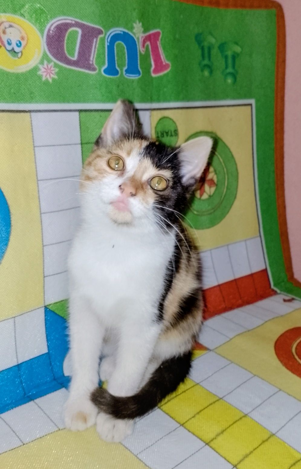 Подарявам малко котенце