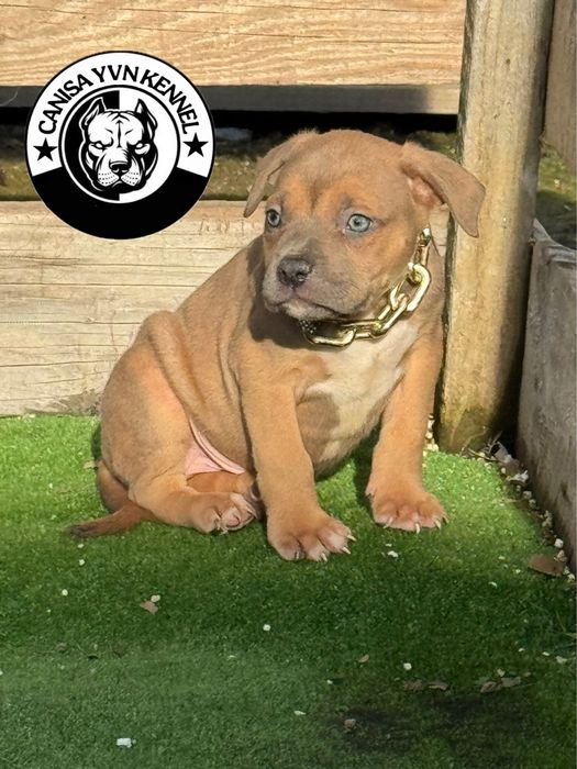 Mascul amstaff blue fawn
