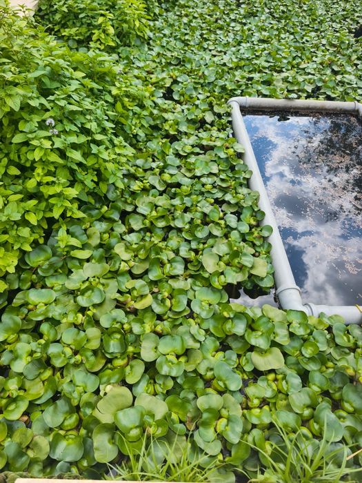 Zambile de apa ,plante iaz