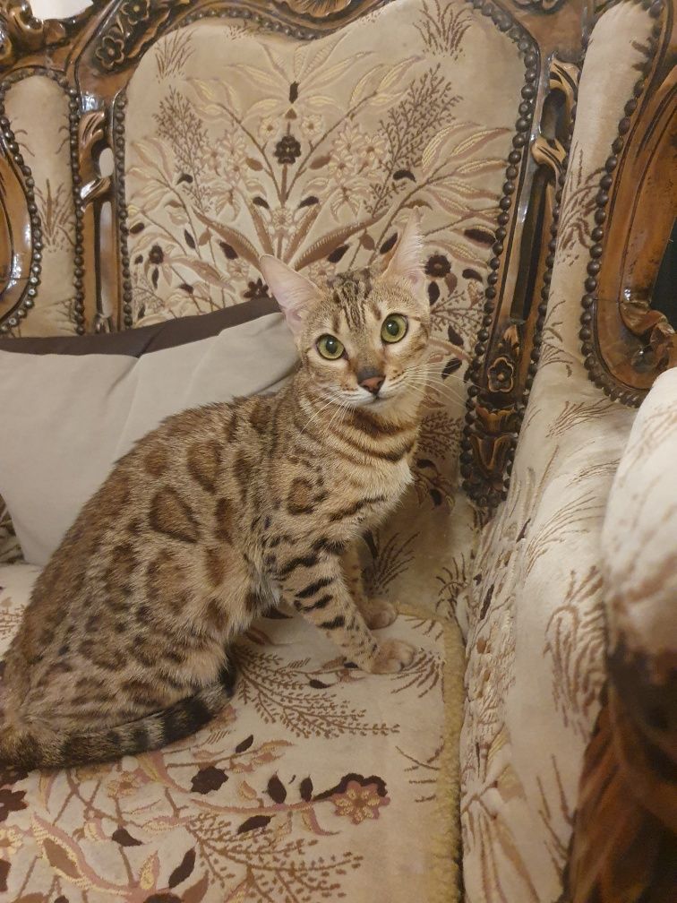Бенгалски котета