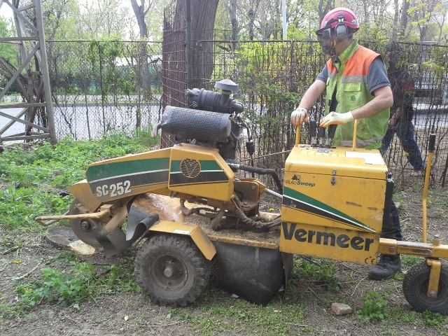 ARBORIST.RO - CLUJ NAPOCA - Toaletare arbori, Taiat arbori copaci pomi