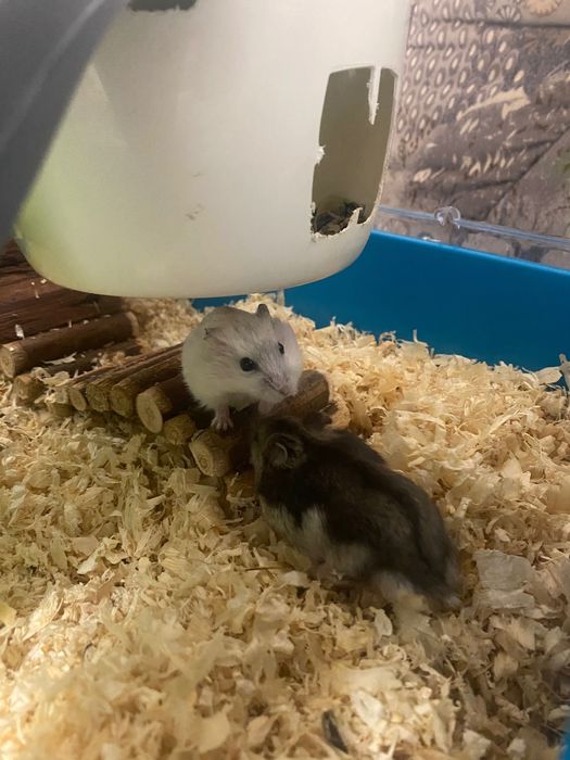 Donez pui de hamsteri blânzi și jucăuși
