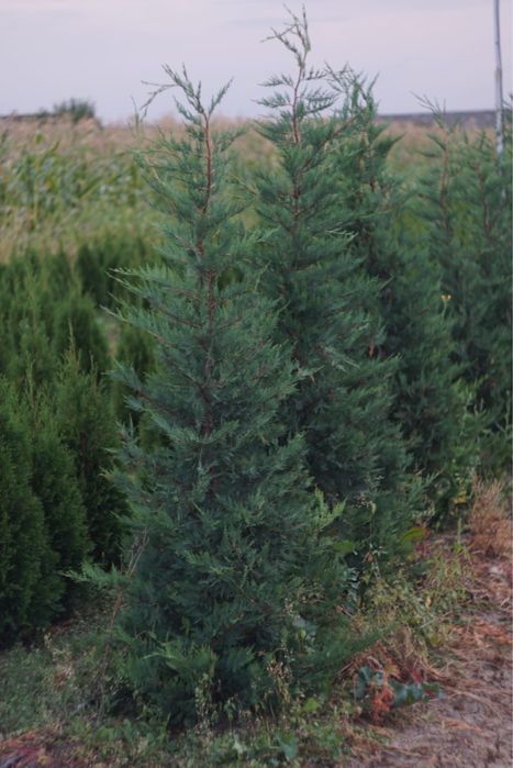 Leylandi -2,20-2.50m—- 100 lei