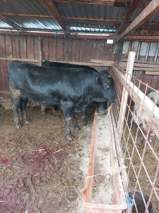 tauri angus de vanzare