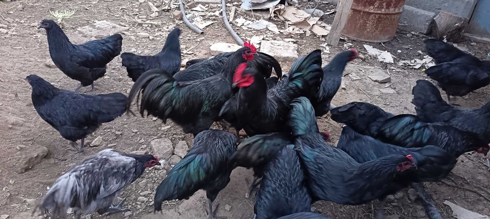 Петли Австролорп